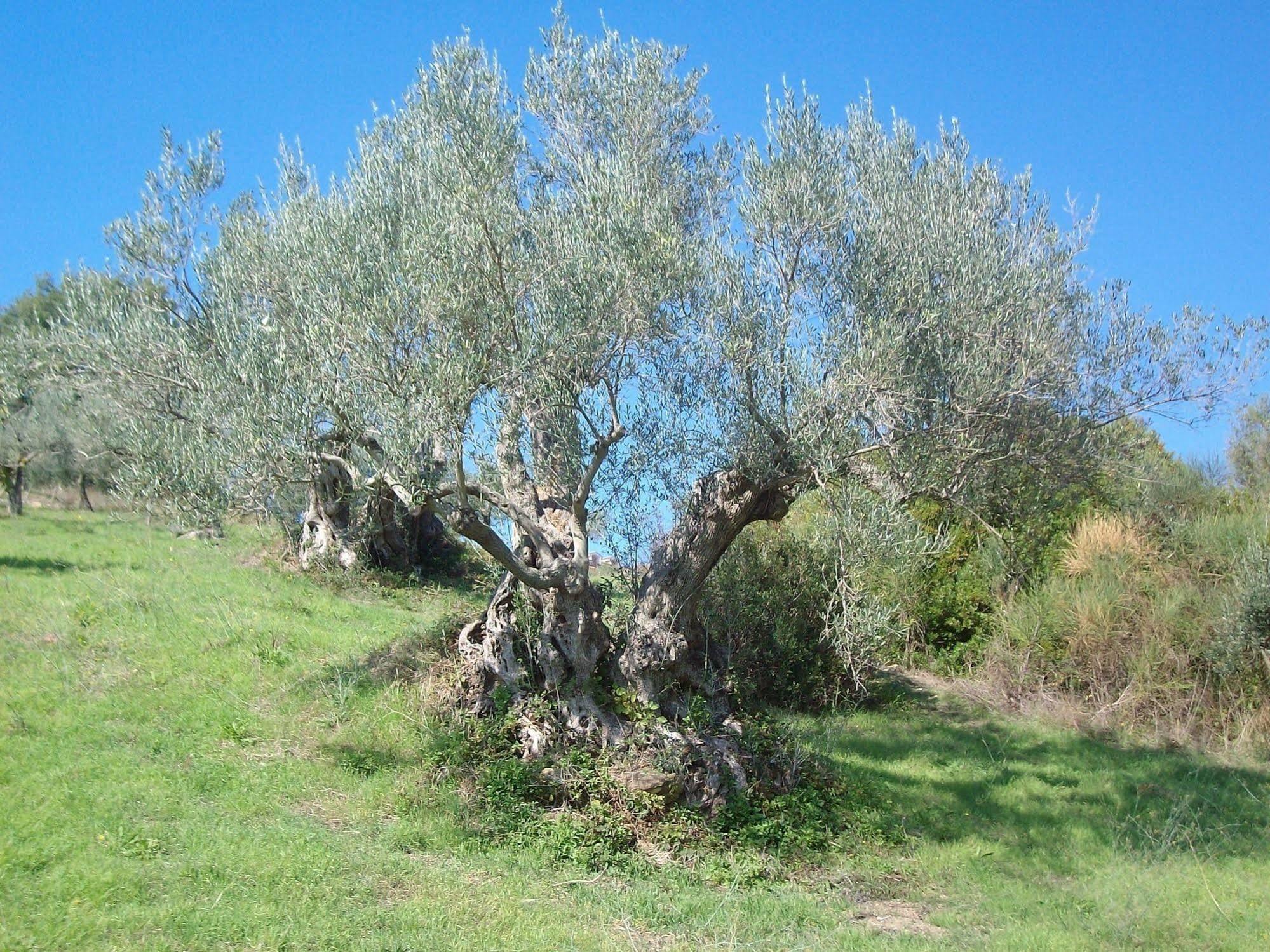 Vila Casal Finocchito Ogliastro Cilento Exteriér fotografie